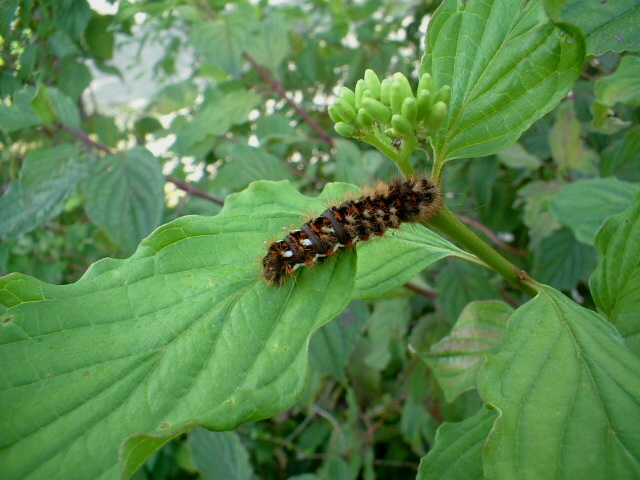 Simpatico bruco irsuto e colorato (Acronicta rumicis)